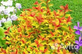 Саженцы Спирея японская