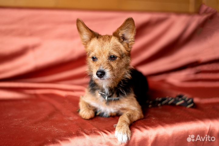 Уютная диванная собачка в дар