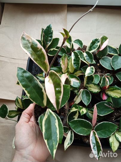 Хойя Кримсон Квин и Триколор