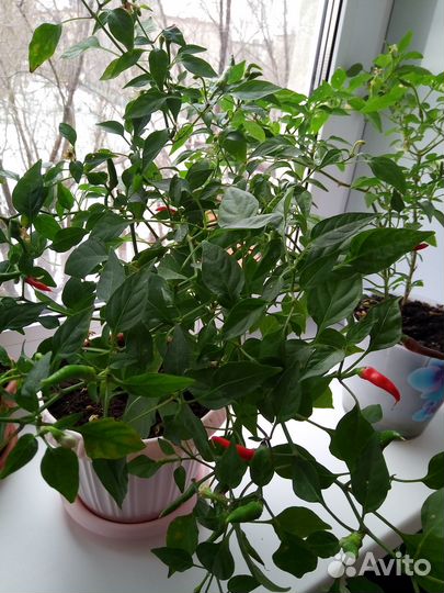 Перец чили острый