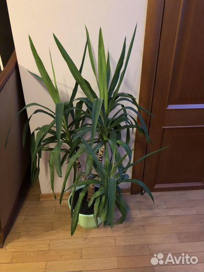 Пальма юкка