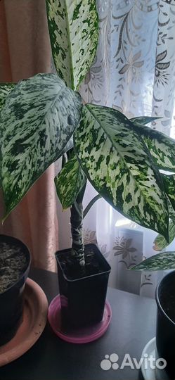 Пионы, Деффенбахия Визувий