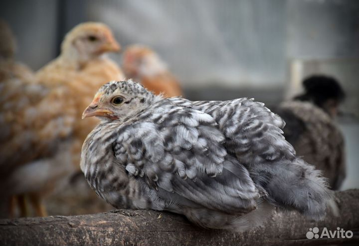 Подрощеные цыплята деревенских курочек