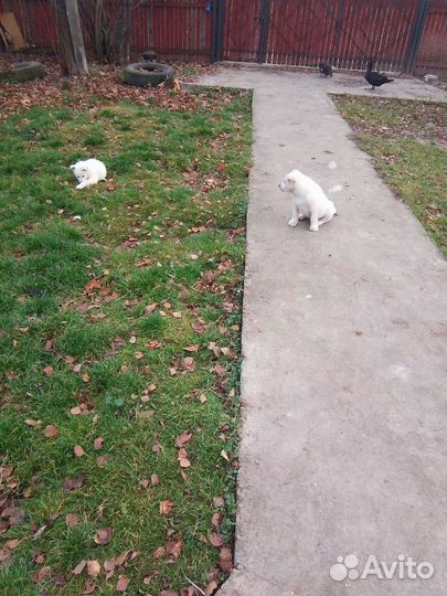 Щенки Лабрадора смесь с швейцарской овчаркой