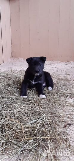 Щенки в хорошие руки