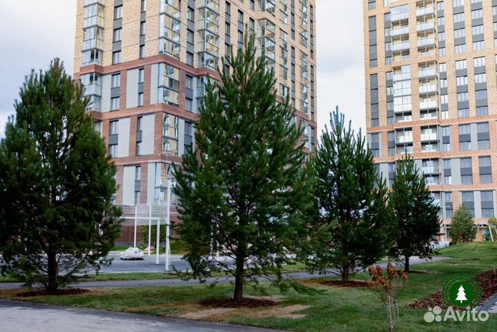 Сосны для живой изгороди