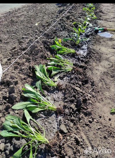 Ромашка садовая крупная