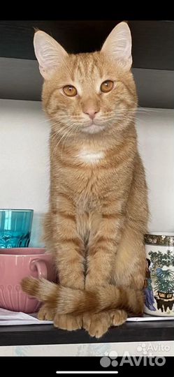 Кот в добрые руки