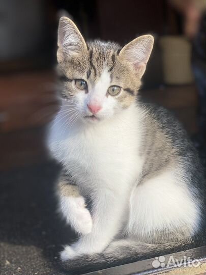 Котик в добрые руки