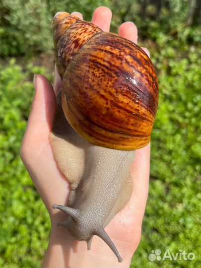 Улитки архахатины овумы и мегасы