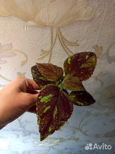 Колеусы, плектрантусы