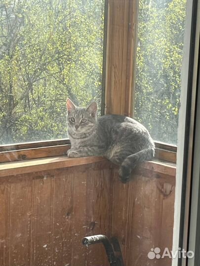 Кот
