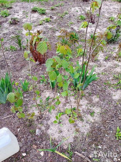 Саженцы фундука