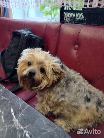 Йоркширский терьер