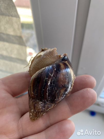 Улитки ахатины