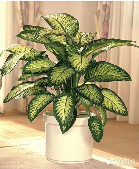 Диффенбахия Сегуина