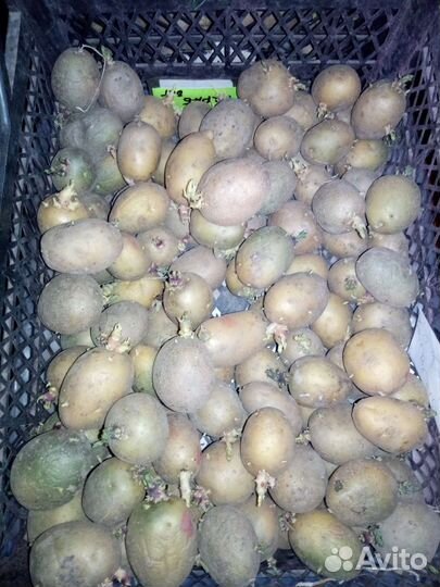 Семенной картофель