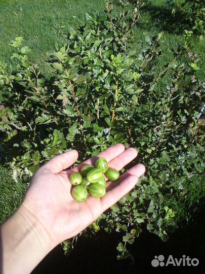 Продаётся слабошипный крыжовник Черносливовый и др