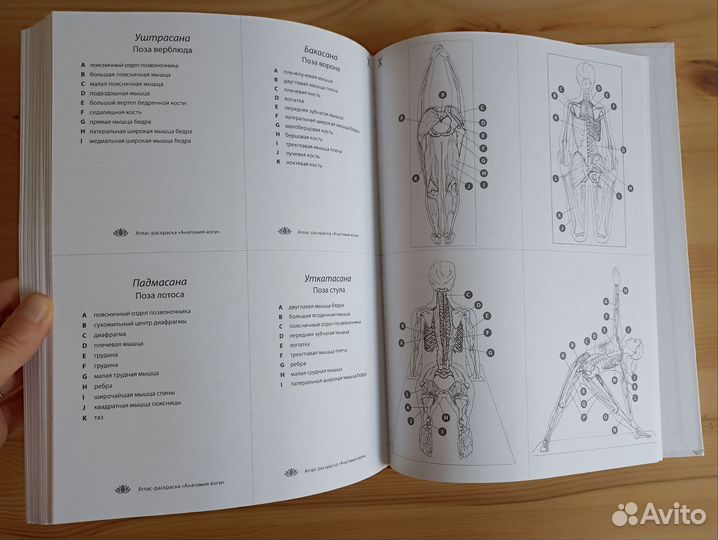 Анатомия йоги Атлас раскраска Келли Солоуэй