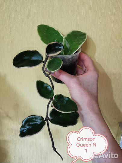 Хойа Crimson Queen