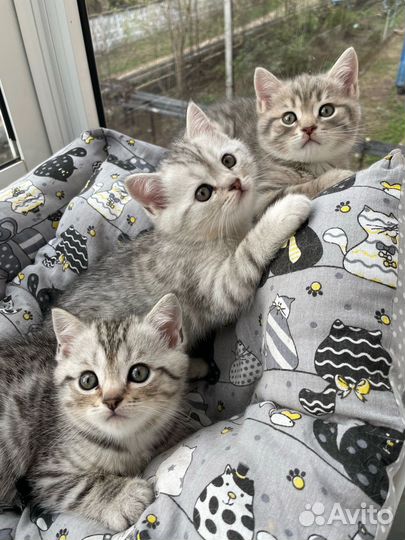 Шотландские котята