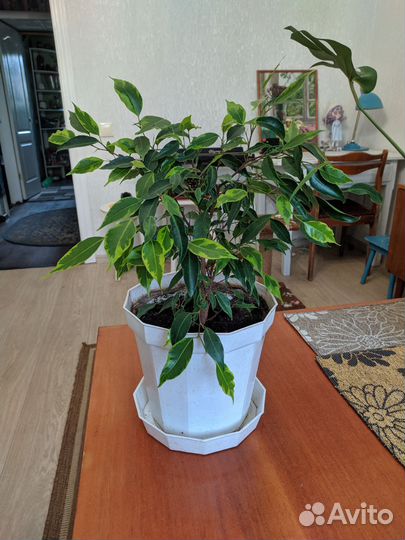 Фикус Анастасия. Стрелиция