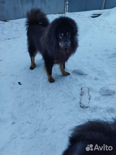 Собачья шерсть. Шерсть с Тибетского мастифа