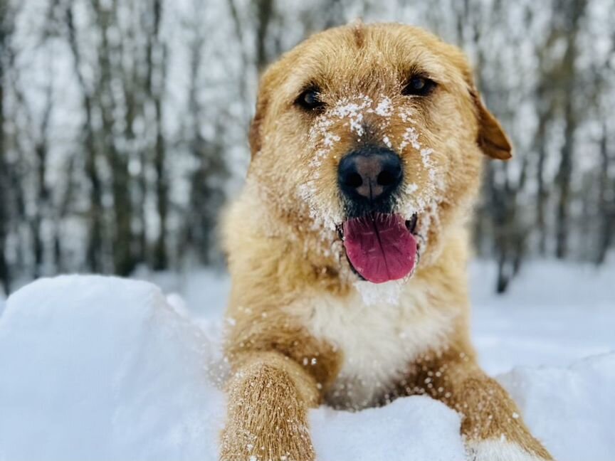 Ласковая Молли ищет дом