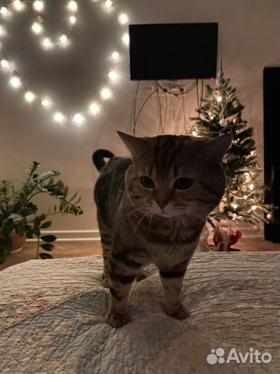 Вязка котов шотландских