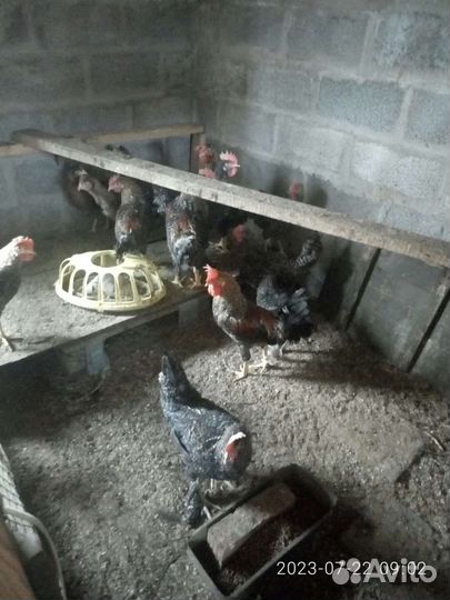 Петушки доминант