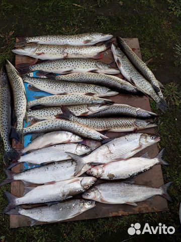 Продам рыбу