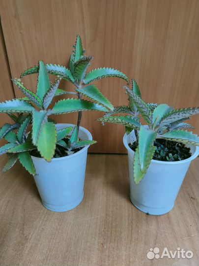 Каланхоэ с детками