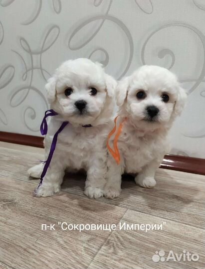 Щенки Бишон Фризе