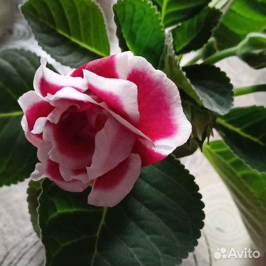 Продам глоксинию