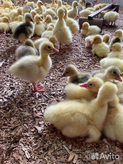 Индюшата, индюки, гусята, бройлер