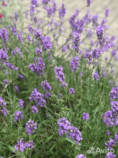 Лаванда, вейгела