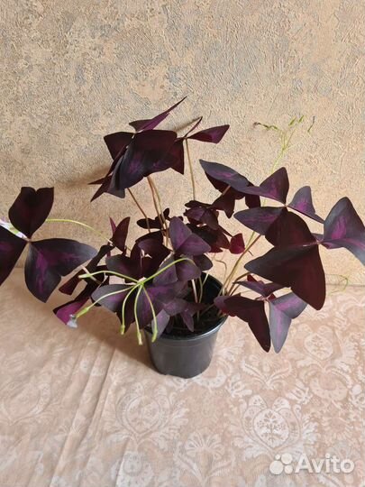 Комнатные цветы кислица