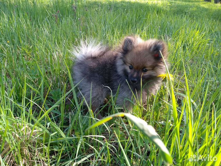 Померанский шпиц мини