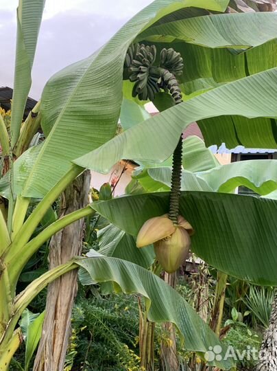 Банановая пальма