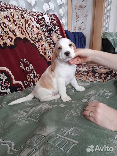 Щенки бигль