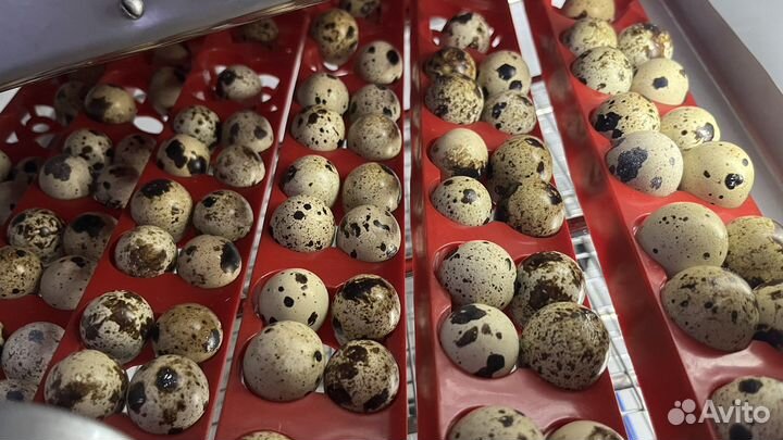 Инкубационное яйцо перепелов