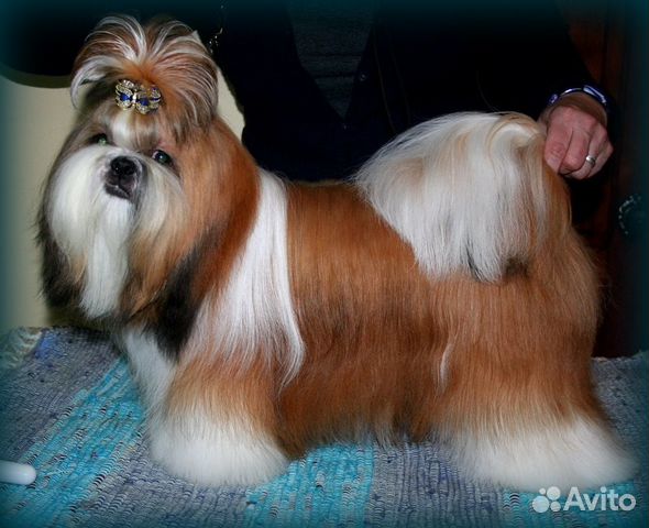 Ши-тцу вязка