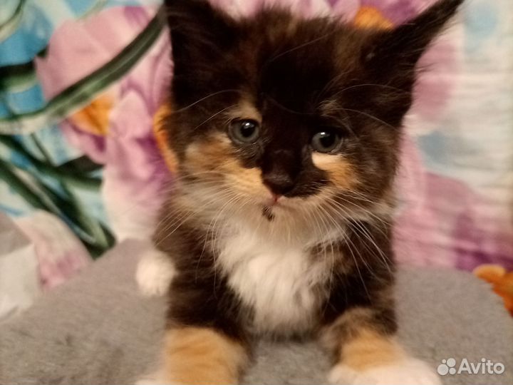 Котята мейн-кун