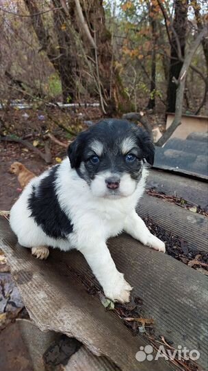 Щенки в дар