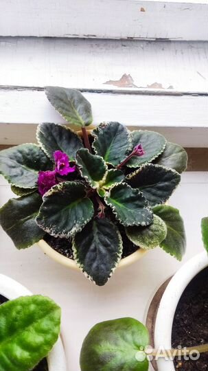 Цветы домашние в горшках