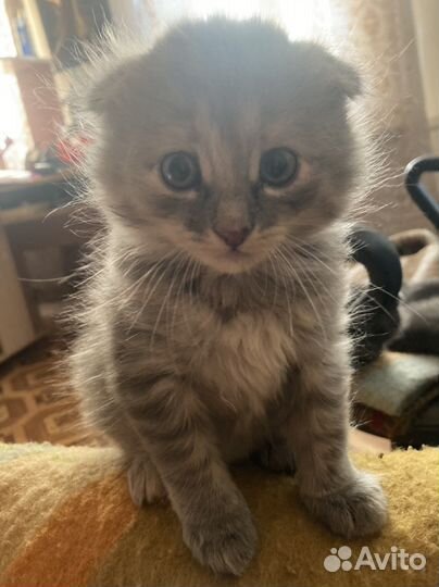 Британские котята бесплатно