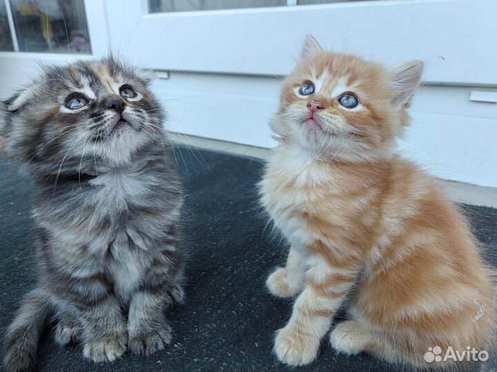 Отдам в добрые руки