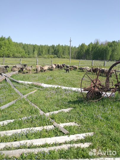 Овцы бараны ягнята