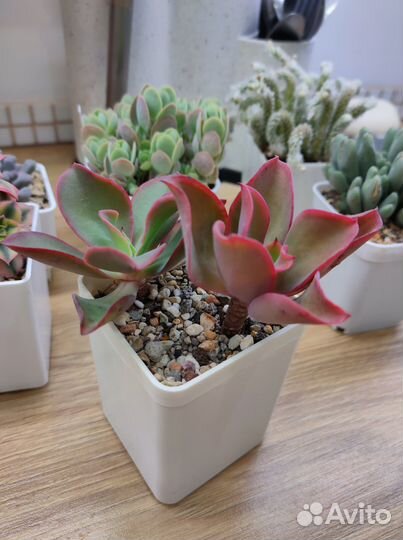 Редкие суккуленты