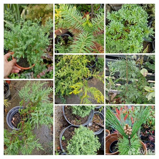 Кедр,сосна,туя,туевик,можжевельник,кипарис,криптом